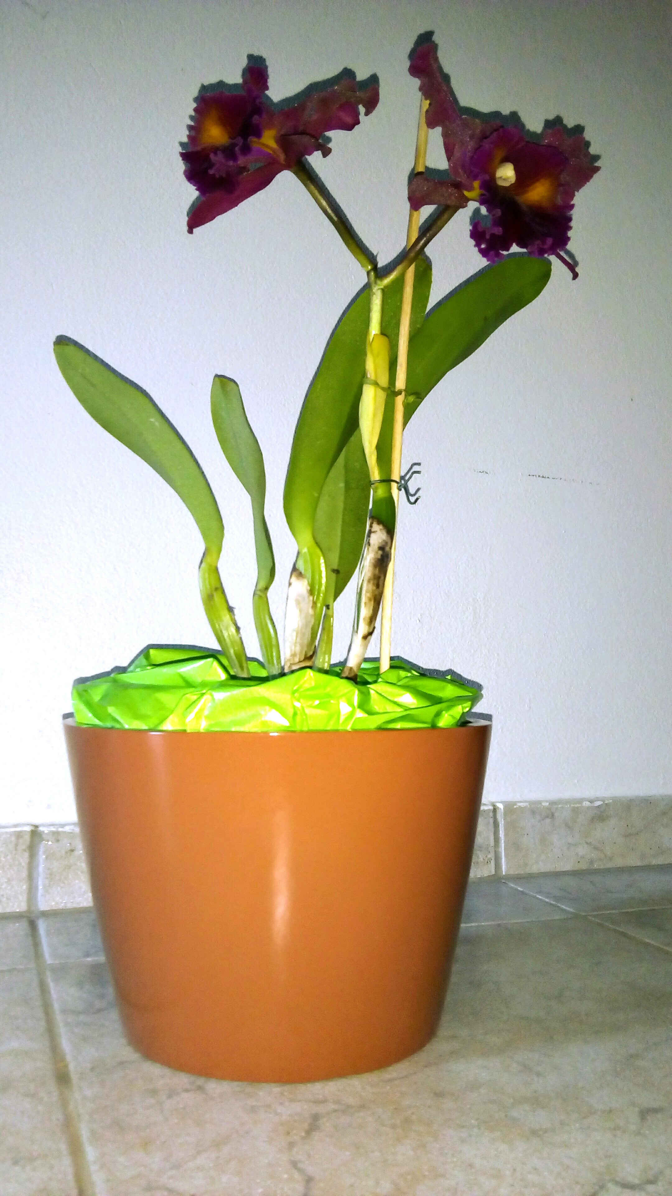 vaso_10.0