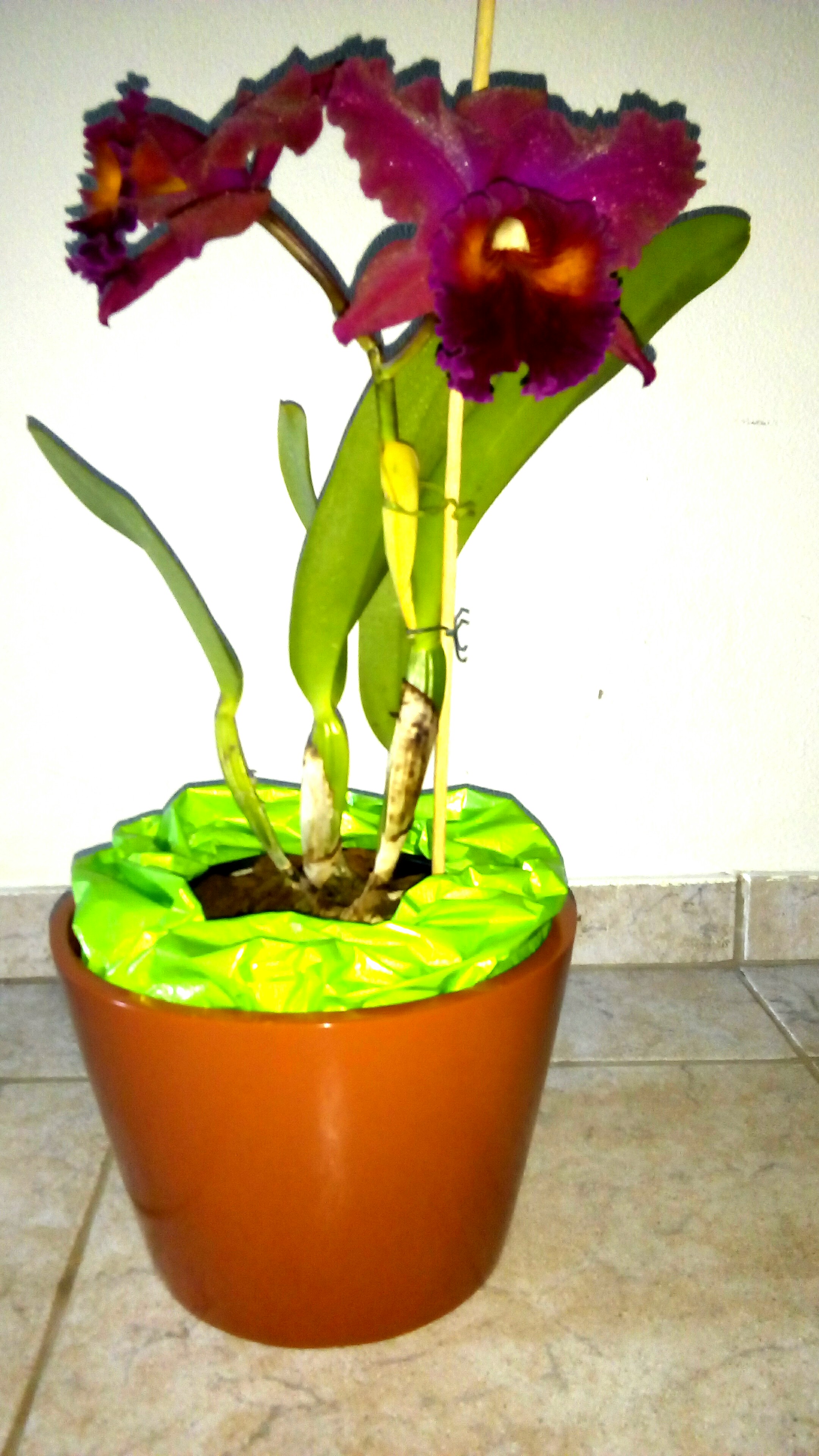 vaso_10.1